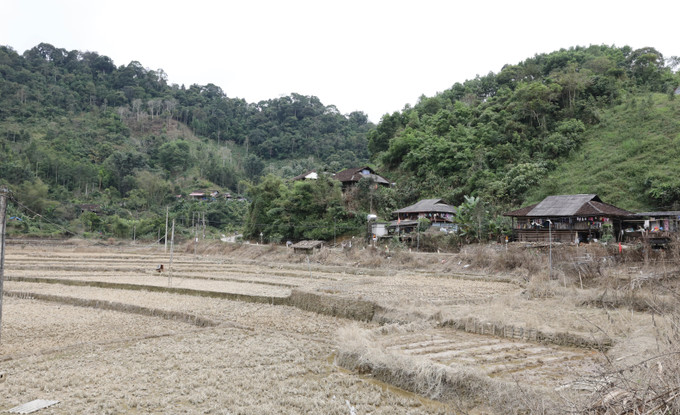 Nhiều diện tích lúa và hoa màu tại thôn Kim Vân đã hư hại do ảnh hưởng của bão.