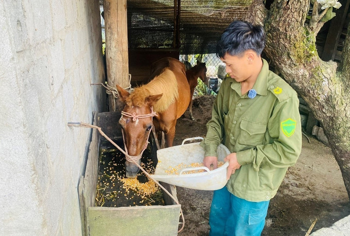 Người dân xã Sìn Hồ (Lai Châu) bổ sung thức ăn tinh cho đàn ngựa để tăng sức đề kháng trong những ngày rét đậm, rét hại. Ảnh: TTXVN phát