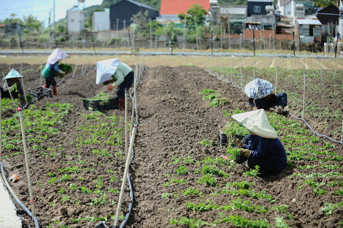 Nhà vườn tại xã Ka Đô (Lâm Đồng) tất bật xuống giống cho vụ rau ngắn ngày phục vụ thị trường cuối năm và Tết Nguyên đán 2026 sau trận mưa lũ lịch sử tháng 11/2025. Ảnh: Nguyễn Dũng/TTXVN