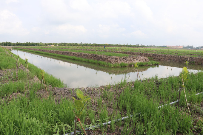 Diện tích chuyển đất trồng lúa sang trồng màu ở xã Tân Mỹ (Thanh Bình, Đồng Tháp). Diện tích chuyển đất trồng lúa sang trồng màu ở xã Tân Mỹ (Thanh Bình, Đồng Tháp).