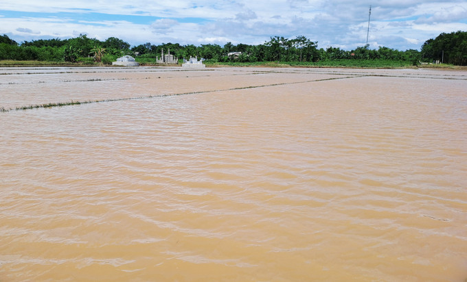 Ruộng lúa ở xã Triệu Long, huyện Triệu Phong (Quảng Trị) bị ngập sâu trong nước lũ (ảnh chụp ngày 15/6). lu2-19625.jpg
