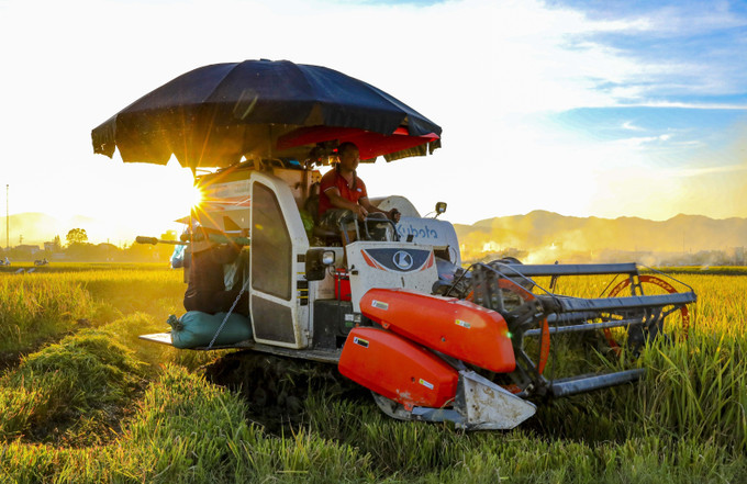 Người dân điều khiển máy gặt đập liên hợp trên cánh đồng Mường Thanh giữa ánh vàng của lúa chín. lua7-61025.jpg