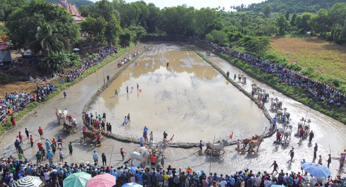 Quang cảnh Hội đua bò Chùa Rô lần thứ X năm 2024 tại xã An Tức, thị xã Tịnh Biên, tỉnh An Giang. bo2-31825.jpg