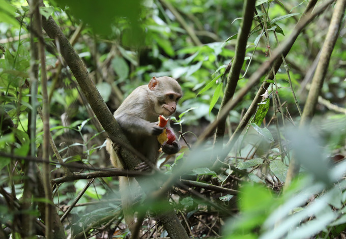 Khỉ vàng được thả về môi trường tự nhiên trong Khu bảo tồn thiên nhiên Pù Huống. Ảnh: Xuân Tiến/TTXVN