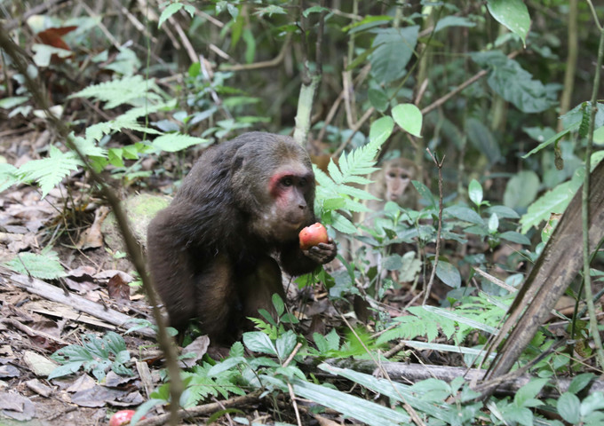 Cá thể khỉ mặt đỏ được tái thả tại Tiểu khu 728, Khu bảo tồn thiên nhiên Pù Huống. Ảnh: Xuân Tiến/TTXVN