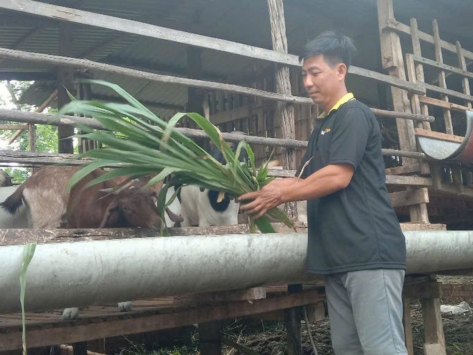 Hộ gia đình ở xã Tân Thành, huyện Bù Đốp chăm sóc đàn dê gần 50 con. Hộ gia đình ở xã Tân Thành, huyện Bù Đốp chăm sóc đàn dê gần 50 con.