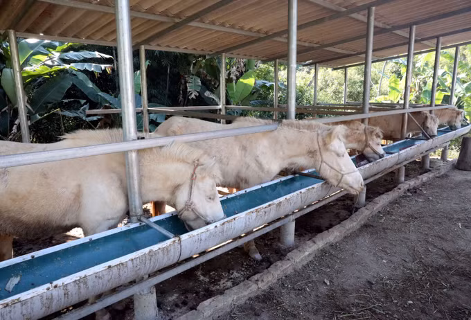 Hiện tỉnh Lạng Sơn có gần 7.000 con ngựa, trong đó khoảng 1.600 con ngựa bạch.