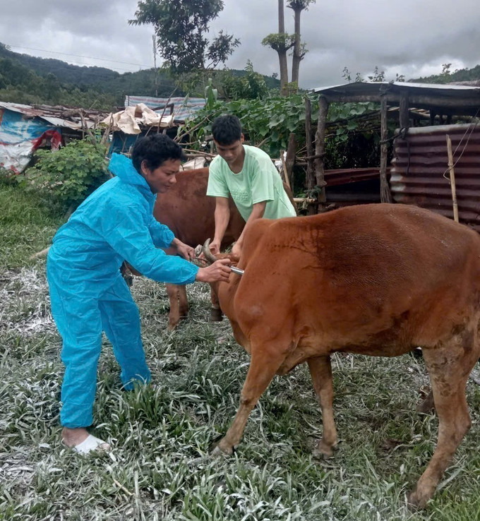 Lực lượng chức năng tiến hành tiêm vaccine phòng bệnh lở mồm long móng cho bò trên địa bàn xã Đăk Plô. Ảnh: TTXVN phát Lực lượng chức năng tiến hành tiêm vaccine phòng bệnh lở mồm long móng cho bò trên địa bàn xã Đăk Plô. Ảnh: TTXVN phát