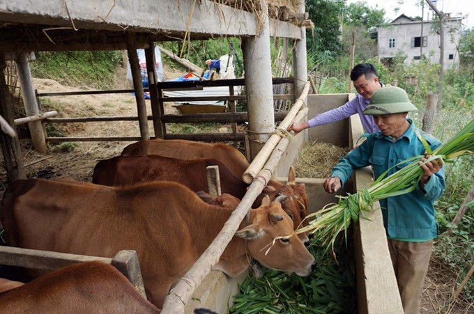 Người dân xã Hua Nà (huyện Than Uyên, tỉnh Lai Châu cũ) chăn nuôi đàn gia súc. Ảnh tư liệu: Quý Trung/TTXVN Người dân xã Hua Nà (huyện Than Uyên, tỉnh Lai Châu cũ) chăn nuôi đàn gia súc. Ảnh tư liệu: Quý Trung/TTXVN