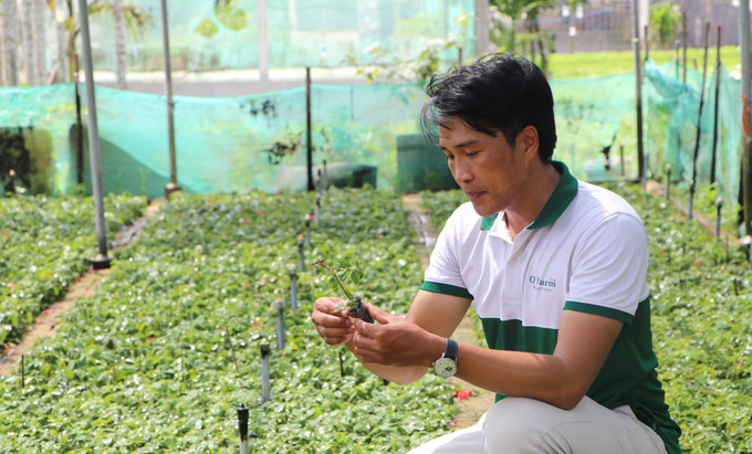 Giám đốc Hợp tác xã Dịch vụ nông nghiệp hoa Nghĩa Hiệp, ông Trần Quang Nhật kiểm tra cây hoa hồng giống. Giám đốc Hợp tác xã Dịch vụ nông nghiệp hoa Nghĩa Hiệp, ông Trần Quang Nhật kiểm tra cây hoa hồng giống.