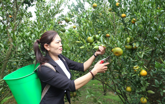 Người dân Mường Khương thu hoạch quýt chính vụ. Ảnh: Quốc Khánh/TTXVN