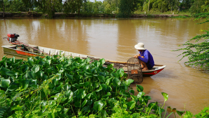 Người dân ở vùng đầu nguồn của tỉnh Đồng Tháp đặt lọp bắt cua đồng. Người dân ở vùng đầu nguồn của tỉnh Đồng Tháp đặt lọp bắt cua đồng.