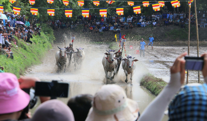 Các đôi bò tăng tốc băng băng về đích. Các đôi bò tăng tốc băng băng về đích.