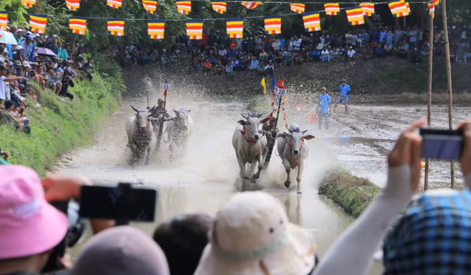 Các đôi bò tăng tốc băng băng về đích.