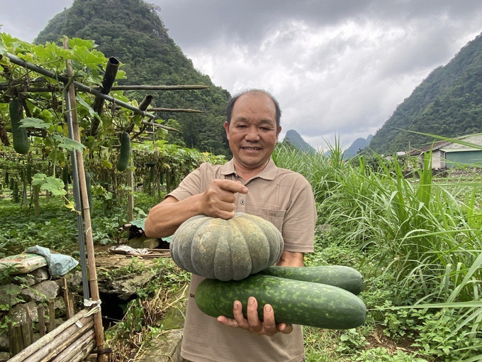 Ông Phùng Văn Chì thu hoạch nông sản. Ông Phùng Văn Chì thu hoạch nông sản.