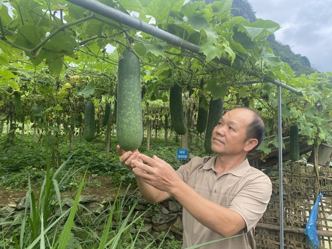Ông Phùng Văn Chì chăm sóc vườn bí xanh cao-bang-25825.jpg