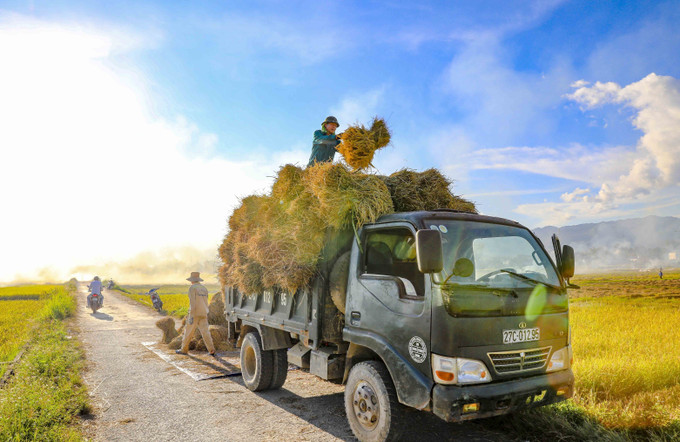 Những bó lúa nặng trĩu được nông dân vận chuyển lên xe, mang theo niềm vui vụ mùa bội thu trên cánh đồng Mường Thanh. lua5-61025.jpg