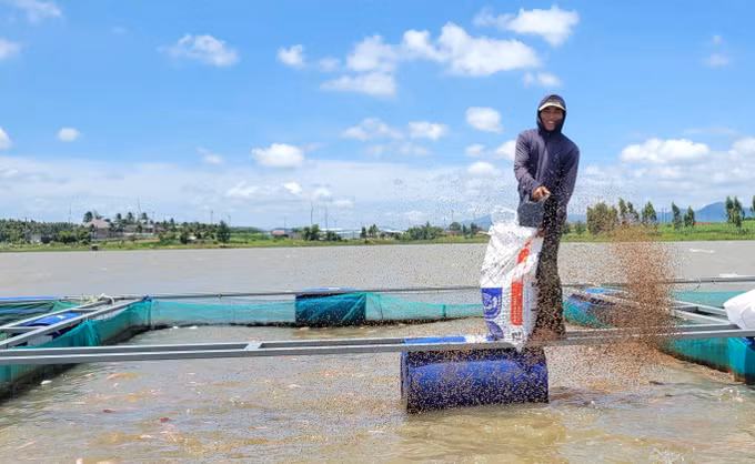 Mô hình nuôi cá lồng bè trên lòng hồ An Khê - Kanak của gia đình ông Nguyễn Đình Quyền, xã Cửu An, tỉnh Gia Lai. Ảnh: Hoài Nam/TTXVN