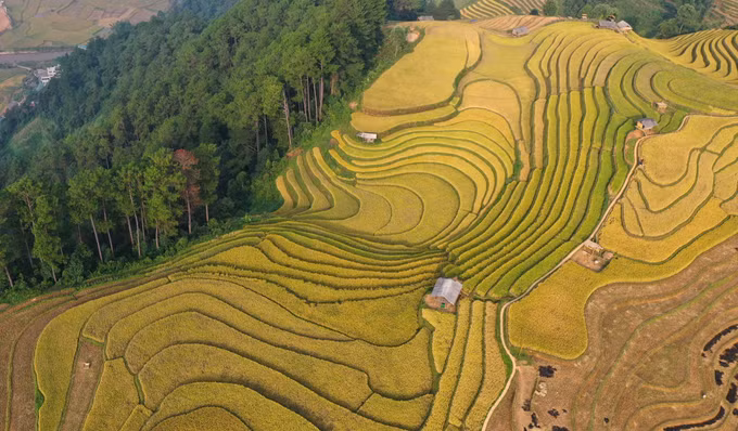 Năm 2019, danh thắng ruộng bậc thang Mù Cang Chải được xếp hạng là Di tích quốc gia đặc biệt. Vùng danh thắng có diện tích hơn 800ha ruộng bậc thang, tập trung ở các xã La Pán Tẩn, Chế Chu Nha, Dế Xu Phình, Kim Nọi, Mồ Dề và Lao Chải. Ảnh: Tuấn Anh/TTXVN