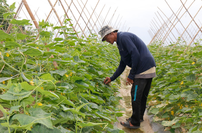 Anh Thái Minh Thuận, tại thôn Phú Thái, xã Hàm Thuận Bắc (Lâm Đồng) bên vườn dưa leo thu hoạch cho vụ cuối năm 2025, đầu năm 2026. Ảnh: Hồng Hiếu/TTXVN