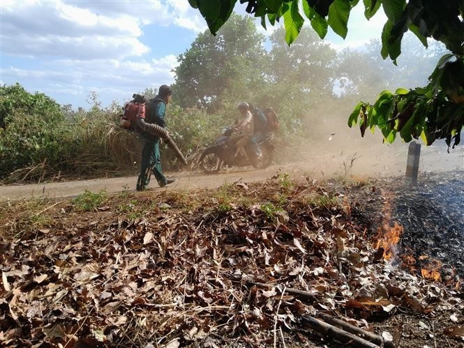 Người dân đốt thực bì ranh giữa vườn điều và rừng. Ảnh: K gửiH/TTXVN