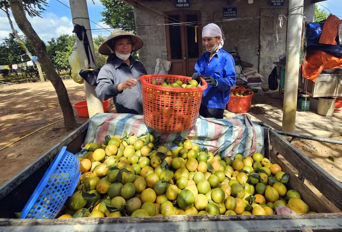 Mỗi vụ trang trại của ông Bế Văn Mai thu hoạch khoảng 120 tấn cam ngọt cung ứng ra thị trường. Ảnh: TTXVN phát