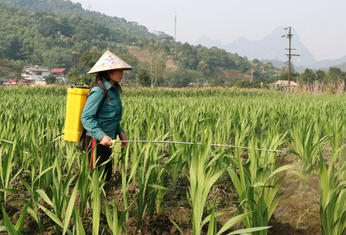 Người dân Vị Xuyên (Tuyên Quang) xuống đồng chăm sóc vựa hoa tết.