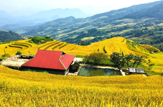 Ngôi nhà nhỏ nép mình bình yên giữa biển lúa vàng, nơi thiên nhiên và con người cùng viết nên bức tranh mùa thu Xà Phìn. Ngôi nhà nhỏ nép mình bình yên giữa biển lúa vàng, nơi thiên nhiên và con người cùng viết nên bức tranh mùa thu Xà Phìn.