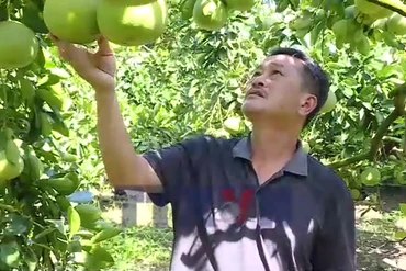 Từ quả ngọt thoát nghèo đến hành trình ra biển lớn