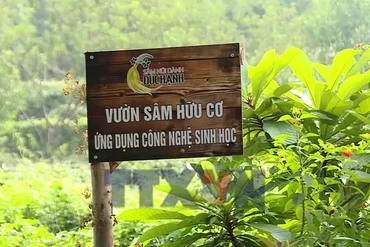 Sâm Núi Dành - mở hướng thoát nghèo cho người nông dân