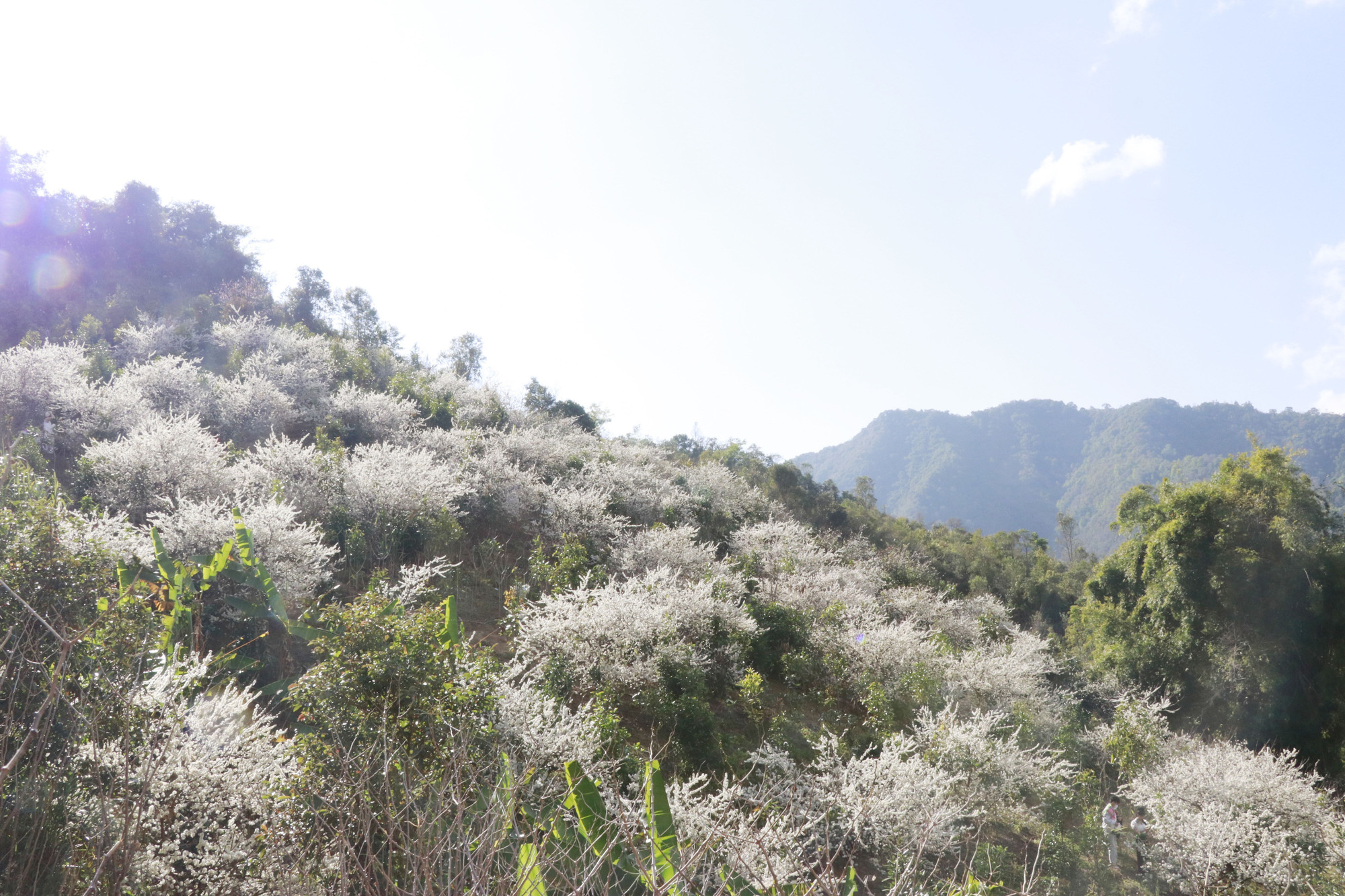 Hoa mận nở trắng trên những triền đồi ở Púng Luông, báo hiệu mùa Xuân về. Ảnh: Đinh Thùy/TTXVN