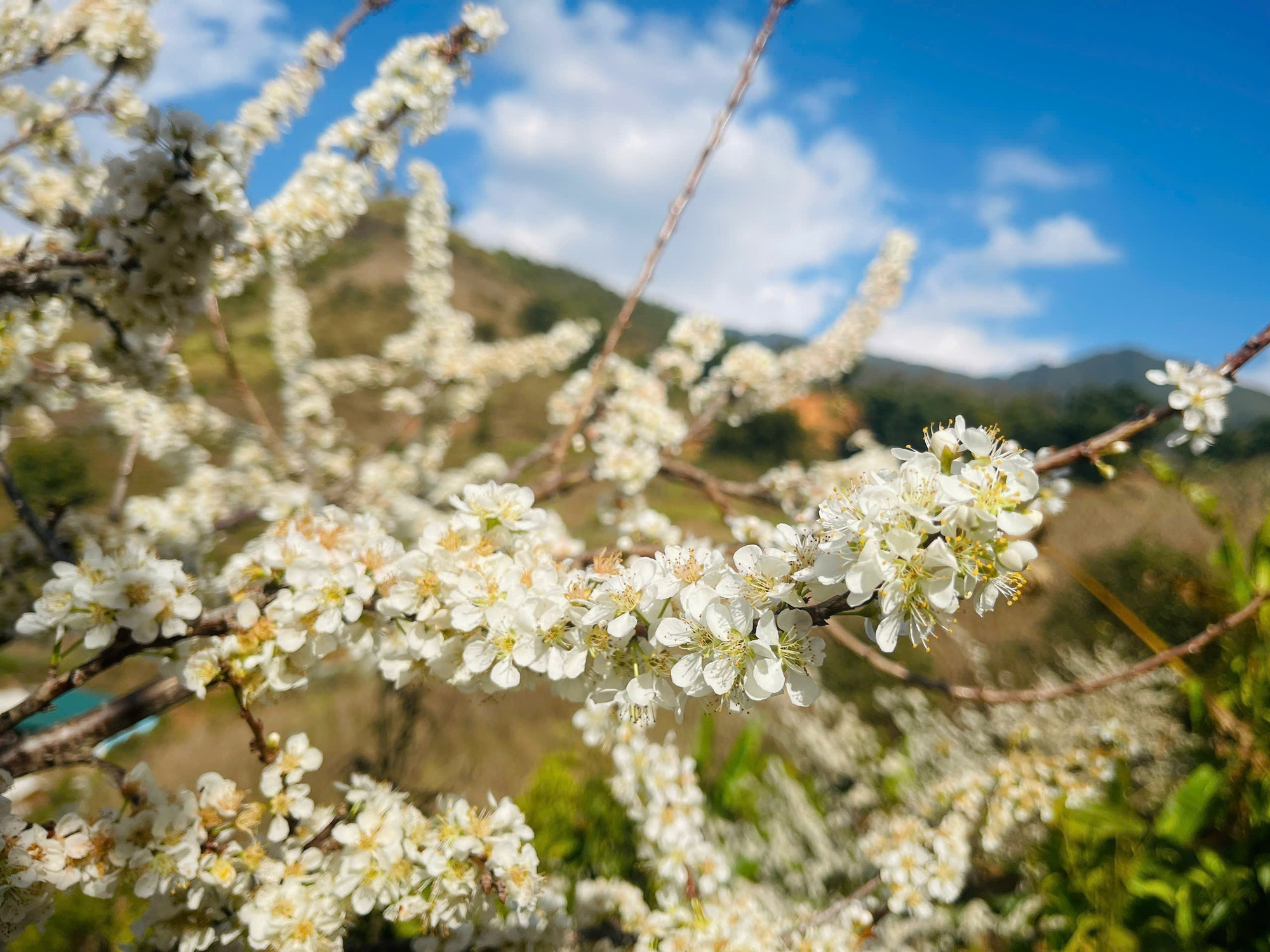 Giữa tiết trời đầu xuân, sắc trắng hoa mận nổi bật trên nền trời xanh, mang vẻ đẹp mộc mạc mà quyến rũ. Ảnh: Đinh Thùy/TTXVN
