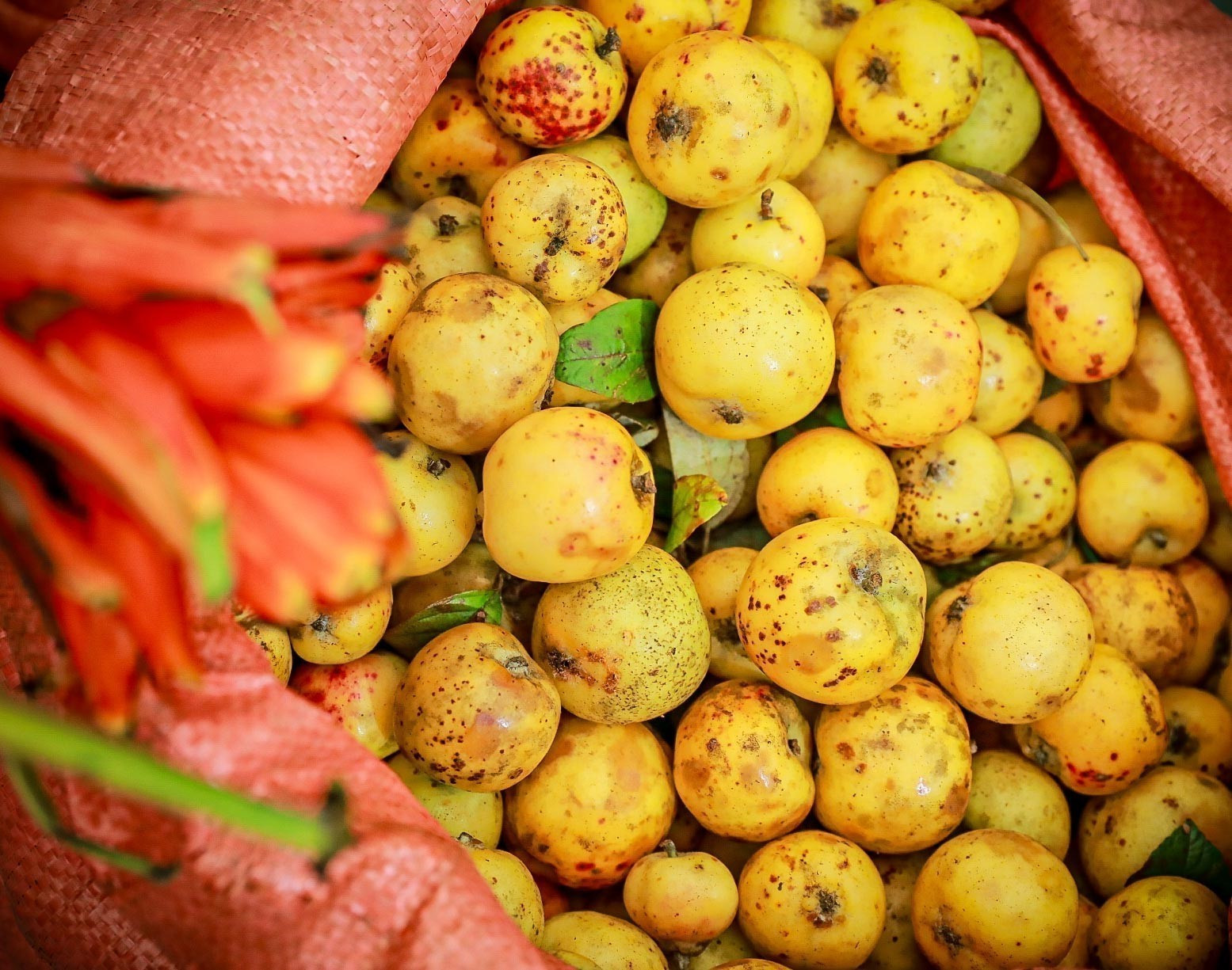 Táo mèo rừng - sản vật đặc trưng của núi rừng Tây Bắc. son-la-301025-1-7.jpg