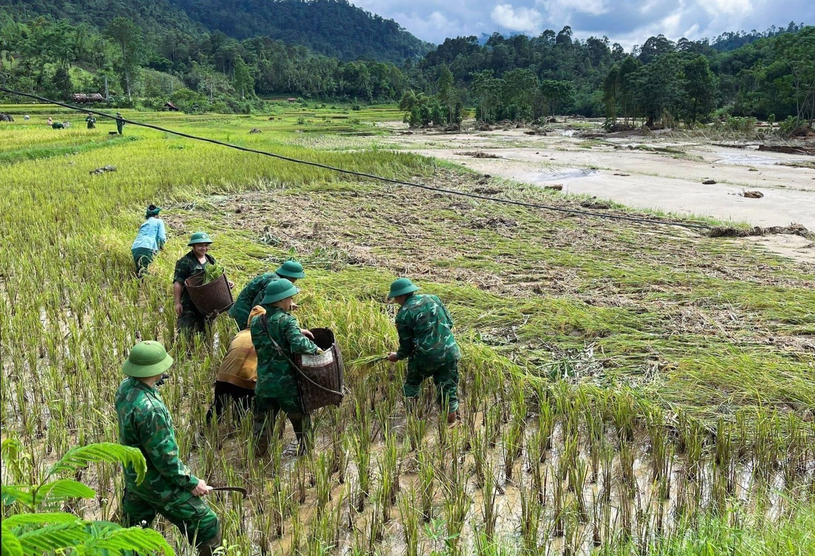 Lực lượng Bộ đội biên phòng Đồn biên phòng Hạnh Dịch (Bộ đội biên phòng Nghệ An) giúp dân xã bản Long Thắng (xã Hạnh Dịch, huyện Quế Phong) gặt lúa sau khi lũ quét đi qua. Ảnh: TTXVN phát Chú thích ảnh