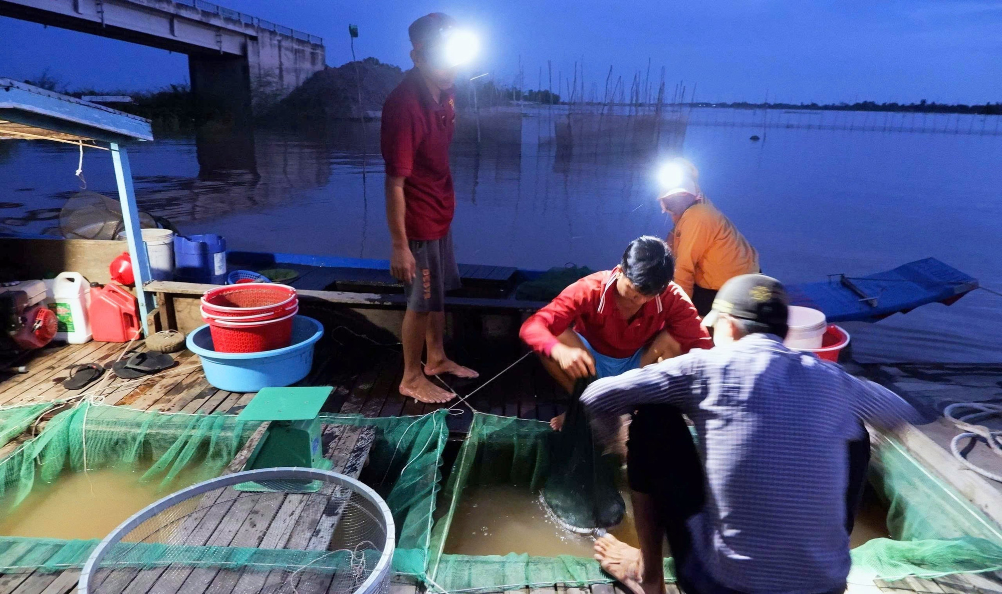 Cá linh non được thương lái chờ thu mua ngay tại chợ kênh Ruột (thuộc xã Nhơn Hội, tỉnh An Giang) - chợ cá đồng tự phát được nhóm họp chớp nhoáng trên cánh đồng mùa nước nổi. ca-linh-080925-6.jpg