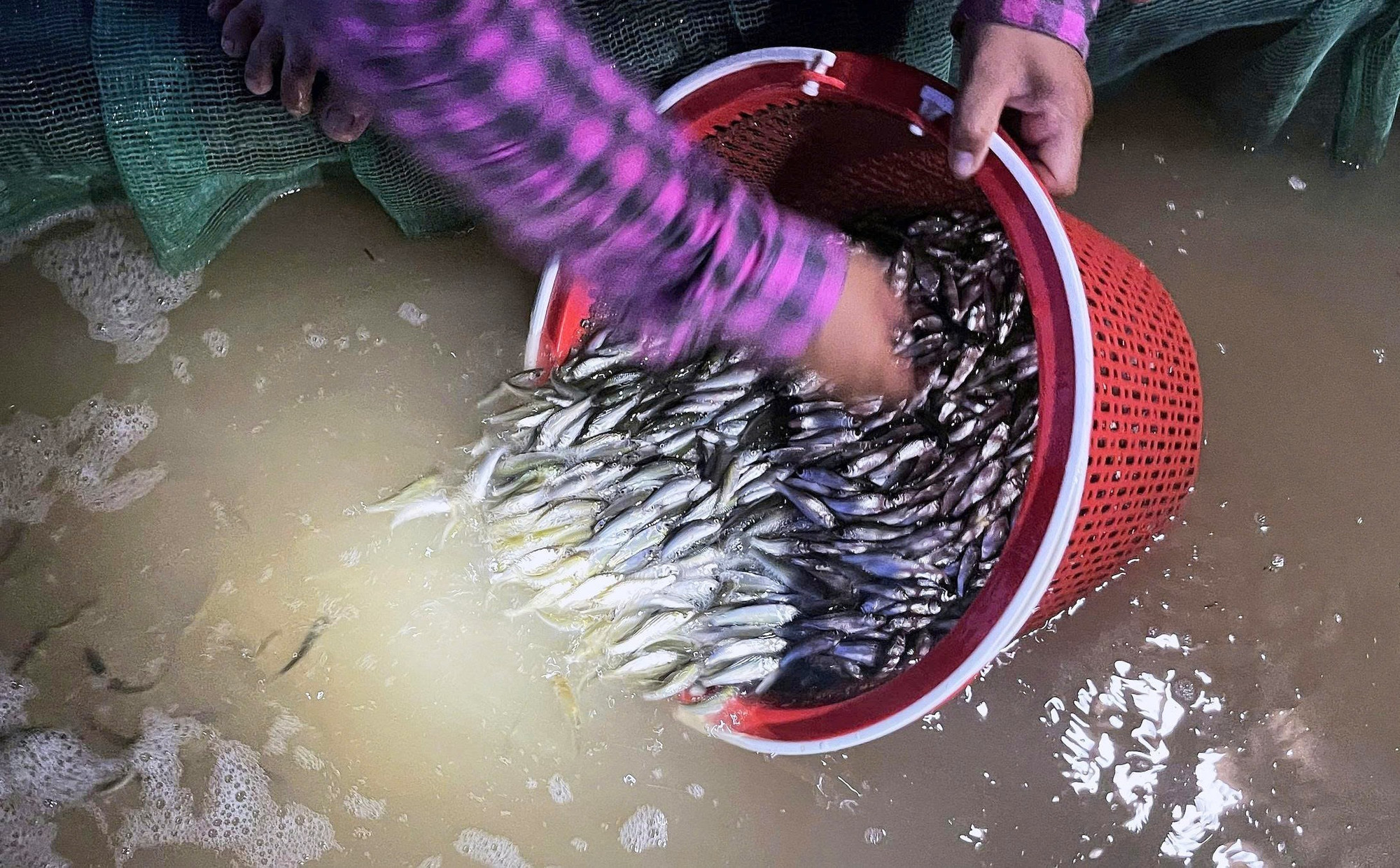 Cá linh non, sau khi đánh bắt được phải rọng trong các túi lưới hoặc thùng nhựa có sục ôxy giúp cá còn sống thì bán mới có giá và chất lượng thịt cá thơm ngon. ca-linh-080925-8.jpg