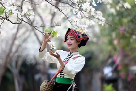 Hoa ban nở trắng níu chân du khách đến Sơn La