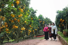 Khởi sắc du lịch mùa trái chín