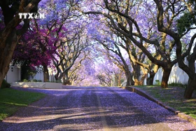 Bình minh rực rỡ sắc tím hoa Jacaranda ở thủ đô Pretoria, Nam Phi 