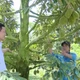 Chủ động ứng phó triều cường, bảo vệ vùng chuyên canh sầu riêng