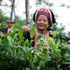 Hà Giang: Phát triển kinh tế nông nghiệp bền vững 