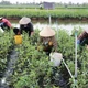Vùng ngọt hóa Gò Công trồng rau an toàn, thu lãi gấp 7 lần lúa