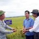 Hạn chế ruộng hoang nhờ chuỗi liên kết sản xuất lúa vụ Hè Thu