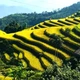 Xà Phìn - hòa mình trong sắc vàng, đắm say hồn rêu xanh