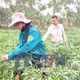 Nâng giá trị nông sản từ đổi mới tư duy sản xuất