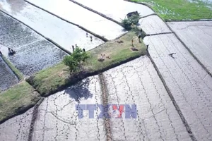 Mùa xuân mới trên vùng đất thiên tai đã đi qua