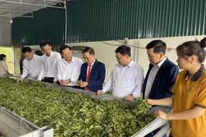 Thái Nguyên: Trao quyết định công nhận Làng nghề Chè Shan Tuyết