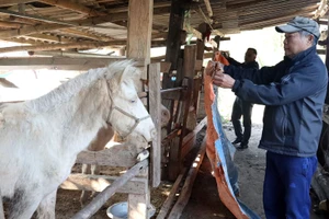 Phòng chống đói, rét cho vật nuôi ở vùng núi cao