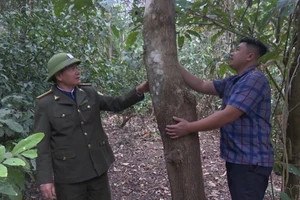 Chính sách tạo động lực bảo vệ rừng ở Thanh Hóa
