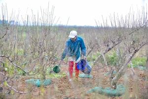 Thủ phủ đào phai xứ Thanh thay áo mới